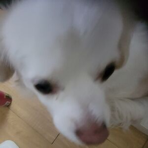 Meet your Posher, Isabella